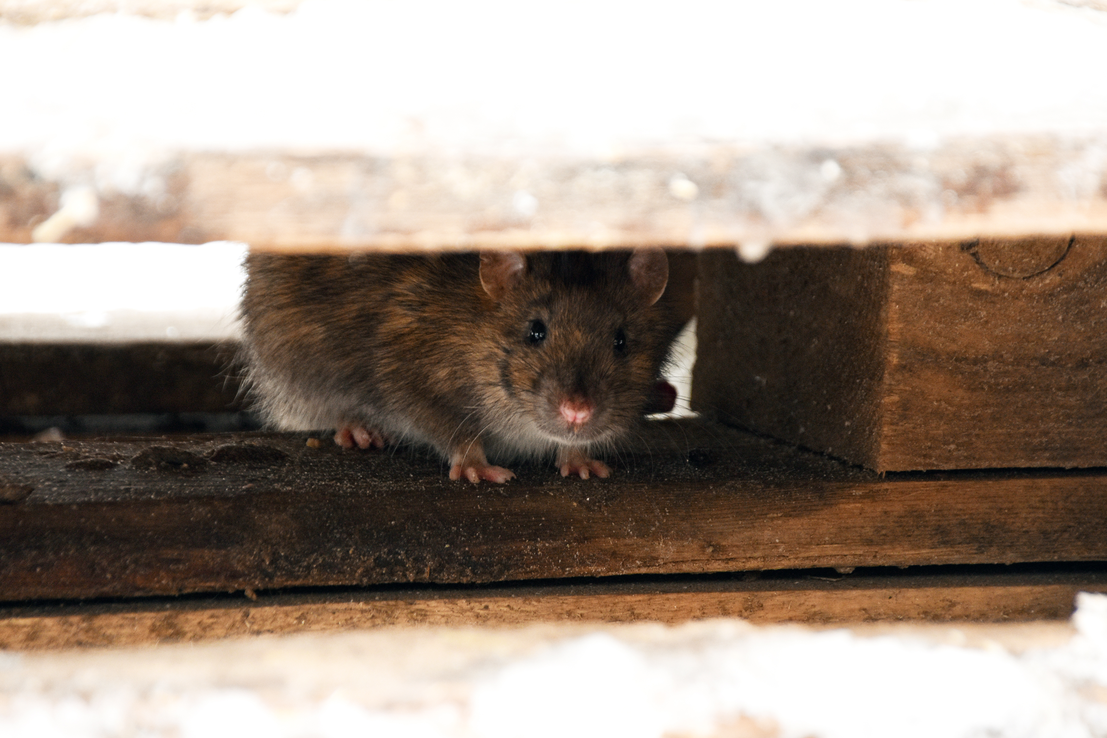 Dératisation rats et souris Verminex