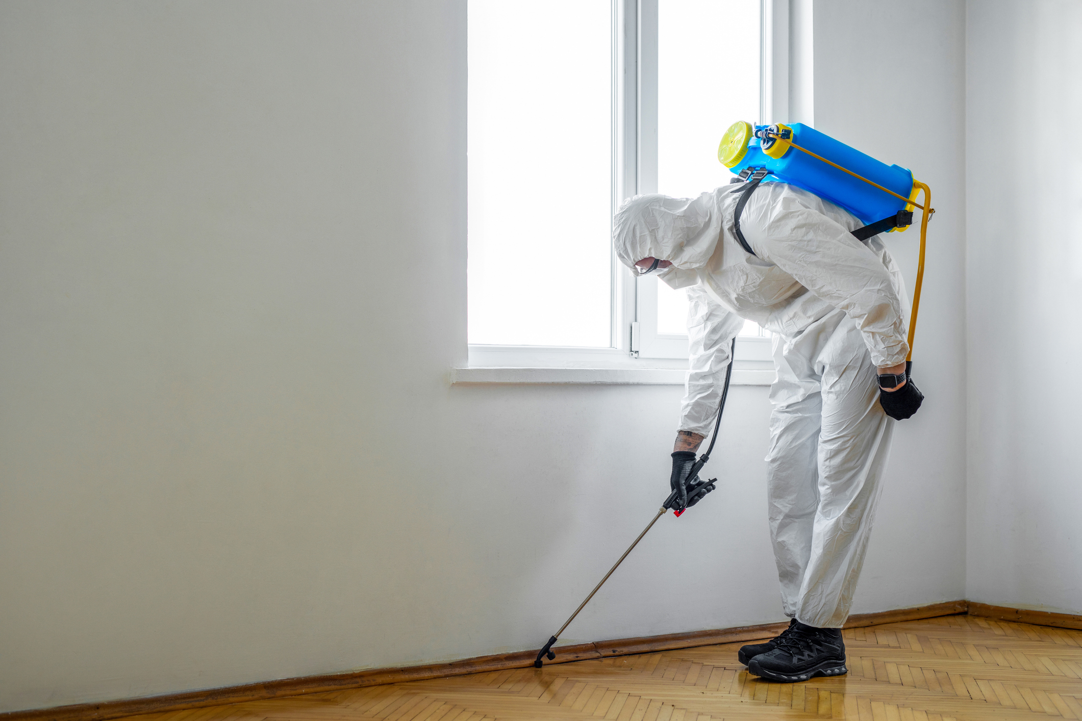 Extermination professionnelle d'insectes par Verminex